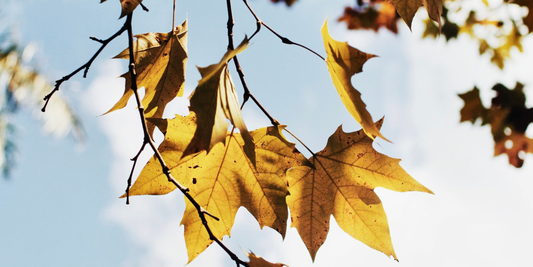 Baisse de moral en automne : 6 façons de remettre de la couleur dans tes journées